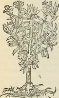 An illustration from [Les six livres de Pedacion Dioscoride d'Anazarbe de la matiere medicinale : translatez de latin en françois : a chacun chapitre sont aioustees certaines annotations fort doctes, & recueillies des plus excellens medecins, anciens, & modernes (1553)