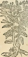 Picture 225 of 339 from [Les six livres de Pedacion Dioscoride d'Anazarbe de la matiere medicinale : translatez de latin en françois : a chacun chapitre sont aioustees certaines annotations fort doctes, & recueillies des plus excellens medecins, anciens, & modernes (1553), leaf 239