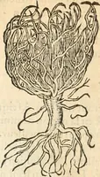 An illustration from [Les six livres de Pedacion Dioscoride d'Anazarbe de la matiere medicinale : translatez de latin en françois : a chacun chapitre sont aioustees certaines annotations fort doctes, & recueillies des plus excellens medecins, anciens, & modernes (1553)