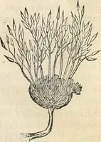 An illustration from [Les six livres de Pedacion Dioscoride d'Anazarbe de la matiere medicinale : translatez de latin en françois : a chacun chapitre sont aioustees certaines annotations fort doctes, & recueillies des plus excellens medecins, anciens, & modernes (1553)