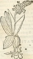 An illustration from [Les six livres de Pedacion Dioscoride d'Anazarbe de la matiere medicinale : translatez de latin en françois : a chacun chapitre sont aioustees certaines annotations fort doctes, & recueillies des plus excellens medecins, anciens, & modernes (1553)