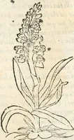 An illustration from [Les six livres de Pedacion Dioscoride d'Anazarbe de la matiere medicinale : translatez de latin en françois : a chacun chapitre sont aioustees certaines annotations fort doctes, & recueillies des plus excellens medecins, anciens, & modernes (1553)