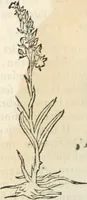 An illustration from [Les six livres de Pedacion Dioscoride d'Anazarbe de la matiere medicinale : translatez de latin en françois : a chacun chapitre sont aioustees certaines annotations fort doctes, & recueillies des plus excellens medecins, anciens, & modernes (1553)