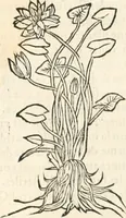 Picture 231 of 339 from [Les six livres de Pedacion Dioscoride d'Anazarbe de la matiere medicinale : translatez de latin en françois : a chacun chapitre sont aioustees certaines annotations fort doctes, & recueillies des plus excellens medecins, anciens, & modernes (1553), leaf 243