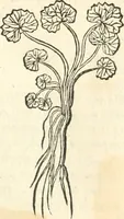 An illustration from [Les six livres de Pedacion Dioscoride d'Anazarbe de la matiere medicinale : translatez de latin en françois : a chacun chapitre sont aioustees certaines annotations fort doctes, & recueillies des plus excellens medecins, anciens, & modernes (1553)
