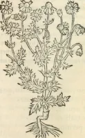 Picture 234 of 339 from [Les six livres de Pedacion Dioscoride d'Anazarbe de la matiere medicinale : translatez de latin en françois : a chacun chapitre sont aioustees certaines annotations fort doctes, & recueillies des plus excellens medecins, anciens, & modernes (1553), leaf 246