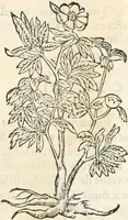 An illustration from [Les six livres de Pedacion Dioscoride d'Anazarbe de la matiere medicinale : translatez de latin en françois : a chacun chapitre sont aioustees certaines annotations fort doctes, & recueillies des plus excellens medecins, anciens, & modernes (1553)