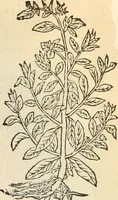 Picture 236 of 339 from [Les six livres de Pedacion Dioscoride d'Anazarbe de la matiere medicinale : translatez de latin en françois : a chacun chapitre sont aioustees certaines annotations fort doctes, & recueillies des plus excellens medecins, anciens, & modernes (1553), leaf 248
