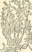 Picture 237 of 339 from [Les six livres de Pedacion Dioscoride d'Anazarbe de la matiere medicinale : translatez de latin en françois : a chacun chapitre sont aioustees certaines annotations fort doctes, & recueillies des plus excellens medecins, anciens, & modernes (1553), leaf 248