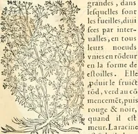 An illustration from [Les six livres de Pedacion Dioscoride d'Anazarbe de la matiere medicinale : translatez de latin en françois : a chacun chapitre sont aioustees certaines annotations fort doctes, & recueillies des plus excellens medecins, anciens, & modernes (1553)