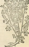 An illustration from [Les six livres de Pedacion Dioscoride d'Anazarbe de la matiere medicinale : translatez de latin en françois : a chacun chapitre sont aioustees certaines annotations fort doctes, & recueillies des plus excellens medecins, anciens, & modernes (1553)
