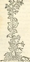 Picture 243 of 339 from [Les six livres de Pedacion Dioscoride d'Anazarbe de la matiere medicinale : translatez de latin en françois : a chacun chapitre sont aioustees certaines annotations fort doctes, & recueillies des plus excellens medecins, anciens, & modernes (1553), leaf 252