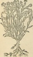 An illustration from [Les six livres de Pedacion Dioscoride d'Anazarbe de la matiere medicinale : translatez de latin en françois : a chacun chapitre sont aioustees certaines annotations fort doctes, & recueillies des plus excellens medecins, anciens, & modernes (1553)