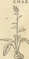 An illustration from [Les six livres de Pedacion Dioscoride d'Anazarbe de la matiere medicinale : translatez de latin en françois : a chacun chapitre sont aioustees certaines annotations fort doctes, & recueillies des plus excellens medecins, anciens, & modernes (1553)