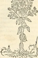 An illustration from [Les six livres de Pedacion Dioscoride d'Anazarbe de la matiere medicinale : translatez de latin en françois : a chacun chapitre sont aioustees certaines annotations fort doctes, & recueillies des plus excellens medecins, anciens, & modernes (1553)