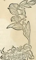 An illustration from [Les six livres de Pedacion Dioscoride d'Anazarbe de la matiere medicinale : translatez de latin en françois : a chacun chapitre sont aioustees certaines annotations fort doctes, & recueillies des plus excellens medecins, anciens, & modernes (1553)