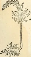An illustration from [Les six livres de Pedacion Dioscoride d'Anazarbe de la matiere medicinale : translatez de latin en françois : a chacun chapitre sont aioustees certaines annotations fort doctes, & recueillies des plus excellens medecins, anciens, & modernes (1553)