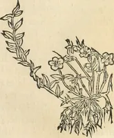 An illustration from [Les six livres de Pedacion Dioscoride d'Anazarbe de la matiere medicinale : translatez de latin en françois : a chacun chapitre sont aioustees certaines annotations fort doctes, & recueillies des plus excellens medecins, anciens, & modernes (1553)