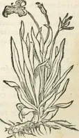 An illustration from [Les six livres de Pedacion Dioscoride d'Anazarbe de la matiere medicinale : translatez de latin en françois : a chacun chapitre sont aioustees certaines annotations fort doctes, & recueillies des plus excellens medecins, anciens, & modernes (1553)