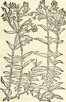 An illustration from [Les six livres de Pedacion Dioscoride d'Anazarbe de la matiere medicinale : translatez de latin en françois : a chacun chapitre sont aioustees certaines annotations fort doctes, & recueillies des plus excellens medecins, anciens, & modernes (1553)
