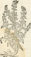 An illustration from [Les six livres de Pedacion Dioscoride d'Anazarbe de la matiere medicinale : translatez de latin en françois : a chacun chapitre sont aioustees certaines annotations fort doctes, & recueillies des plus excellens medecins, anciens, & modernes (1553)