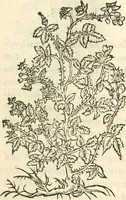 An illustration from [Les six livres de Pedacion Dioscoride d'Anazarbe de la matiere medicinale : translatez de latin en françois : a chacun chapitre sont aioustees certaines annotations fort doctes, & recueillies des plus excellens medecins, anciens, & modernes (1553)