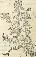 An illustration from [Les six livres de Pedacion Dioscoride d'Anazarbe de la matiere medicinale : translatez de latin en françois : a chacun chapitre sont aioustees certaines annotations fort doctes, & recueillies des plus excellens medecins, anciens, & modernes (1553)