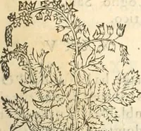 Picture 261 of 339 from [Les six livres de Pedacion Dioscoride d'Anazarbe de la matiere medicinale : translatez de latin en françois : a chacun chapitre sont aioustees certaines annotations fort doctes, & recueillies des plus excellens medecins, anciens, & modernes (1553), leaf 270