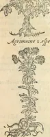 Picture 262 of 339 from [Les six livres de Pedacion Dioscoride d'Anazarbe de la matiere medicinale : translatez de latin en françois : a chacun chapitre sont aioustees certaines annotations fort doctes, & recueillies des plus excellens medecins, anciens, & modernes (1553), leaf 270