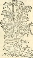 Picture 263 of 339 from [Les six livres de Pedacion Dioscoride d'Anazarbe de la matiere medicinale : translatez de latin en françois : a chacun chapitre sont aioustees certaines annotations fort doctes, & recueillies des plus excellens medecins, anciens, & modernes (1553), leaf 270