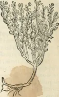An illustration from [Les six livres de Pedacion Dioscoride d'Anazarbe de la matiere medicinale : translatez de latin en françois : a chacun chapitre sont aioustees certaines annotations fort doctes, & recueillies des plus excellens medecins, anciens, & modernes (1553)