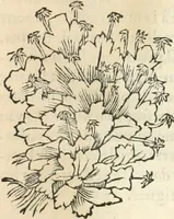An illustration from [Les six livres de Pedacion Dioscoride d'Anazarbe de la matiere medicinale : translatez de latin en françois : a chacun chapitre sont aioustees certaines annotations fort doctes, & recueillies des plus excellens medecins, anciens, & modernes (1553)