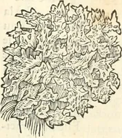 An illustration from [Les six livres de Pedacion Dioscoride d'Anazarbe de la matiere medicinale : translatez de latin en françois : a chacun chapitre sont aioustees certaines annotations fort doctes, & recueillies des plus excellens medecins, anciens, & modernes (1553)
