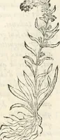 An illustration from [Les six livres de Pedacion Dioscoride d'Anazarbe de la matiere medicinale : translatez de latin en françois : a chacun chapitre sont aioustees certaines annotations fort doctes, & recueillies des plus excellens medecins, anciens, & modernes (1553)