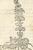 An illustration from [Les six livres de Pedacion Dioscoride d'Anazarbe de la matiere medicinale : translatez de latin en françois : a chacun chapitre sont aioustees certaines annotations fort doctes, & recueillies des plus excellens medecins, anciens, & modernes (1553)