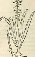 Picture 271 of 339 from [Les six livres de Pedacion Dioscoride d'Anazarbe de la matiere medicinale : translatez de latin en françois : a chacun chapitre sont aioustees certaines annotations fort doctes, & recueillies des plus excellens medecins, anciens, & modernes (1553), leaf 277