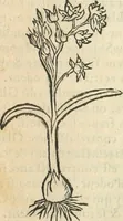 An illustration from [Les six livres de Pedacion Dioscoride d'Anazarbe de la matiere medicinale : translatez de latin en françois : a chacun chapitre sont aioustees certaines annotations fort doctes, & recueillies des plus excellens medecins, anciens, & modernes (1553)