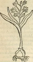An illustration from [Les six livres de Pedacion Dioscoride d'Anazarbe de la matiere medicinale : translatez de latin en françois : a chacun chapitre sont aioustees certaines annotations fort doctes, & recueillies des plus excellens medecins, anciens, & modernes (1553)
