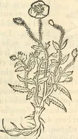 An illustration from [Les six livres de Pedacion Dioscoride d'Anazarbe de la matiere medicinale : translatez de latin en françois : a chacun chapitre sont aioustees certaines annotations fort doctes, & recueillies des plus excellens medecins, anciens, & modernes (1553)
