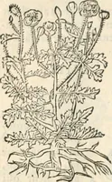 An illustration from [Les six livres de Pedacion Dioscoride d'Anazarbe de la matiere medicinale : translatez de latin en françois : a chacun chapitre sont aioustees certaines annotations fort doctes, & recueillies des plus excellens medecins, anciens, & modernes (1553)