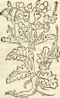 An illustration from [Les six livres de Pedacion Dioscoride d'Anazarbe de la matiere medicinale : translatez de latin en françois : a chacun chapitre sont aioustees certaines annotations fort doctes, & recueillies des plus excellens medecins, anciens, & modernes (1553)