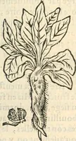 An illustration from [Les six livres de Pedacion Dioscoride d'Anazarbe de la matiere medicinale : translatez de latin en françois : a chacun chapitre sont aioustees certaines annotations fort doctes, & recueillies des plus excellens medecins, anciens, & modernes (1553)