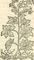 An illustration from [Les six livres de Pedacion Dioscoride d'Anazarbe de la matiere medicinale : translatez de latin en françois : a chacun chapitre sont aioustees certaines annotations fort doctes, & recueillies des plus excellens medecins, anciens, & modernes (1553)