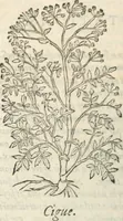 Picture 279 of 339 from [Les six livres de Pedacion Dioscoride d'Anazarbe de la matiere medicinale : translatez de latin en françois : a chacun chapitre sont aioustees certaines annotations fort doctes, & recueillies des plus excellens medecins, anciens, & modernes (1553), leaf 287