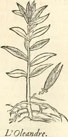 An illustration from [Les six livres de Pedacion Dioscoride d'Anazarbe de la matiere medicinale : translatez de latin en françois : a chacun chapitre sont aioustees certaines annotations fort doctes, & recueillies des plus excellens medecins, anciens, & modernes (1553)