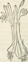 An illustration from [Les six livres de Pedacion Dioscoride d'Anazarbe de la matiere medicinale : translatez de latin en françois : a chacun chapitre sont aioustees certaines annotations fort doctes, & recueillies des plus excellens medecins, anciens, & modernes (1553)