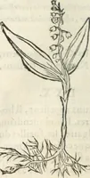 Picture 282 of 339 from [Les six livres de Pedacion Dioscoride d'Anazarbe de la matiere medicinale : translatez de latin en françois : a chacun chapitre sont aioustees certaines annotations fort doctes, & recueillies des plus excellens medecins, anciens, & modernes (1553), leaf 289