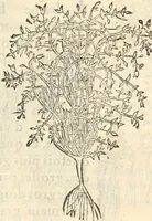 An illustration from [Les six livres de Pedacion Dioscoride d'Anazarbe de la matiere medicinale : translatez de latin en françois : a chacun chapitre sont aioustees certaines annotations fort doctes, & recueillies des plus excellens medecins, anciens, & modernes (1553)