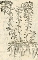 An illustration from [Les six livres de Pedacion Dioscoride d'Anazarbe de la matiere medicinale : translatez de latin en françois : a chacun chapitre sont aioustees certaines annotations fort doctes, & recueillies des plus excellens medecins, anciens, & modernes (1553)