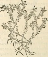 Picture 286 of 339 from [Les six livres de Pedacion Dioscoride d'Anazarbe de la matiere medicinale : translatez de latin en françois : a chacun chapitre sont aioustees certaines annotations fort doctes, & recueillies des plus excellens medecins, anciens, & modernes (1553), leaf 291
